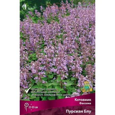 Котовник Персиан Блу