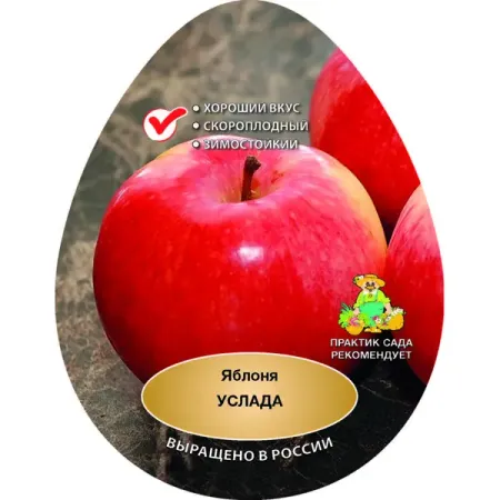 Яблоня Услада сетка h200 см