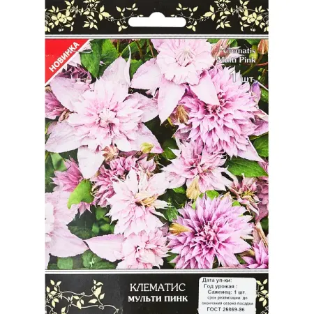 Клематис крупноцветковый Мульти Пинк ø5 h10 см