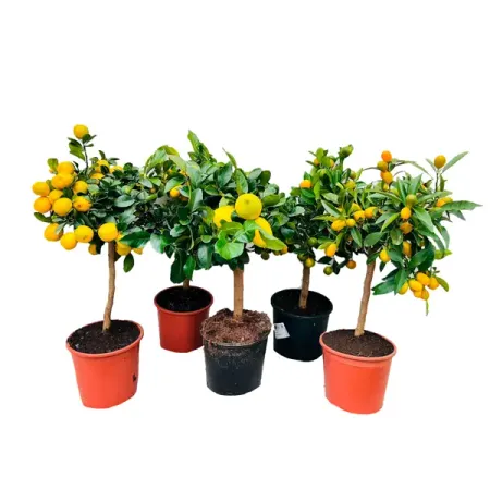 Цитрус микс ø19 h65 см цитрус микс ø21 h70 см