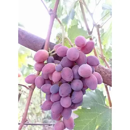 Виноград плодовый Велюр h37 см
