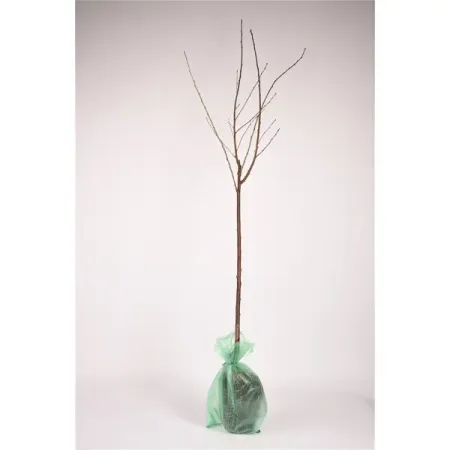 Черешня Витязь h180 см