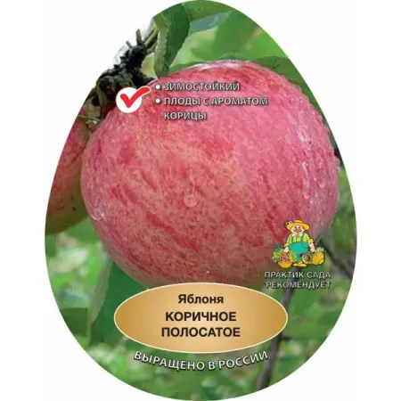 Яблоня Коричное полосатое Поиск