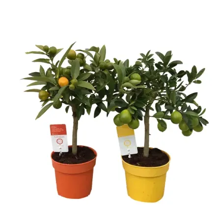 Цитрофортунелла Каламондин микс ø14 h45 см