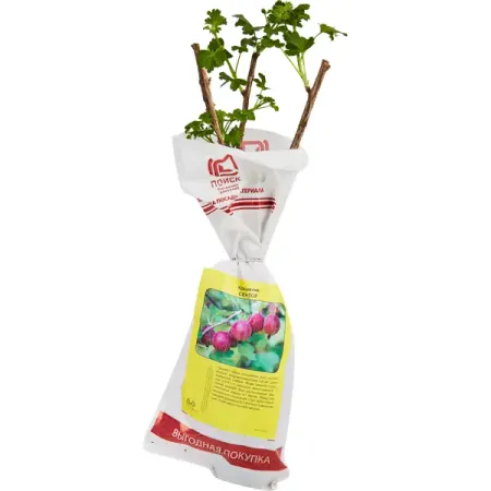 Крыжовник Сенатор пакет h35 см