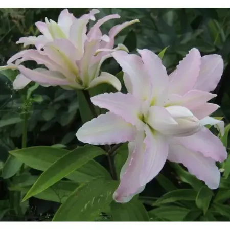 Лилия восточная махровая Канова луковицы 14 луковицы растений лилия восточная кзотико в капере 1 шт 14 16