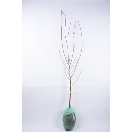 Абрикос Царский ø20 h220 см фаспик гранулы д пригот р ра д приема внутрь 400мг пак 12 абрикос