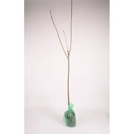 Яблоня красномякотная Ред Сан h180 см