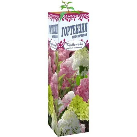 Гортензия метельчатая 9x30 см гортензия метельчатая жемчужина фестиваля ø17 h20 см