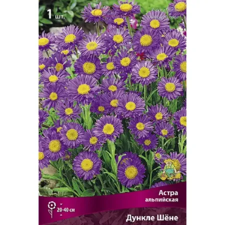 Астра альпийская Дункле Шене