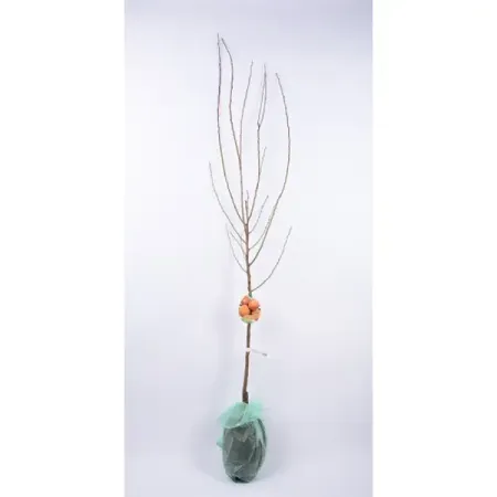 Абрикос Кунач h180 см фаспик гранулы д пригот р ра д приема внутрь 400мг пак 12 абрикос