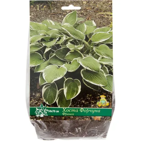 Хоста Форчуна «Франсе», 1 шт. искусственные ы bonsai розовые зеленые красные белые фиолетовые