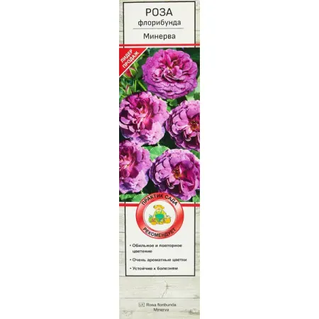 Роза флорибунда Минерва ø5 h35 см электрический термопривод коллектора 230 в термоэлектрический приводной двигатель нормально закрытый обычно открытый для подогрева пола