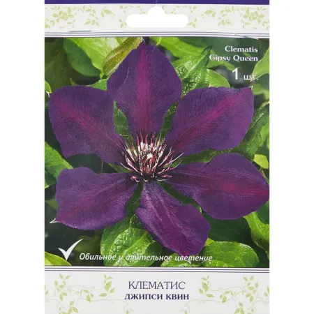 Клематис крупноцветковый Джипси Квин h200 см