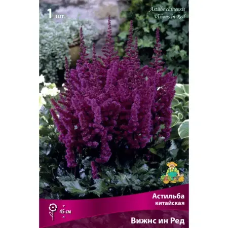 Астильба китайская «Вижнс ин Ред» разбор I
