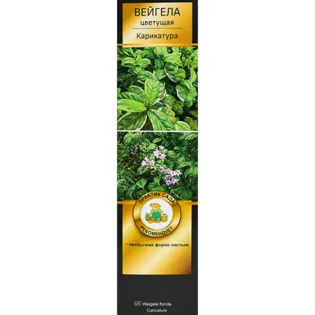 Вейгела цветущая Карикатура ø5 h35 см