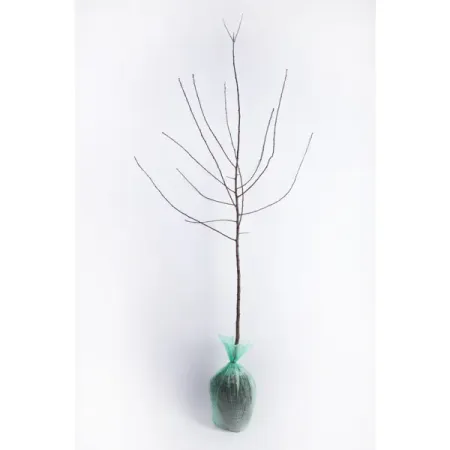 Слива китайская Краса Орловщины h180 см силиконовые фильтры для слива 6 шт