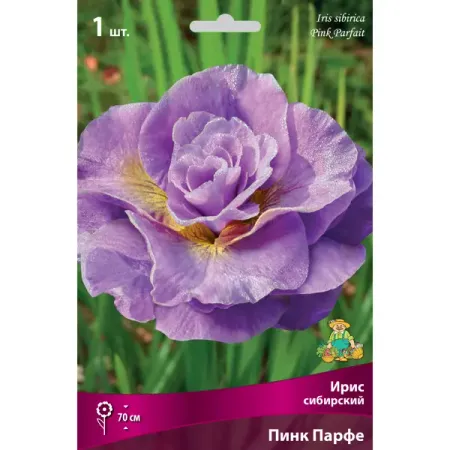 Ирис сибирский «Пинк Парфе» разбор I