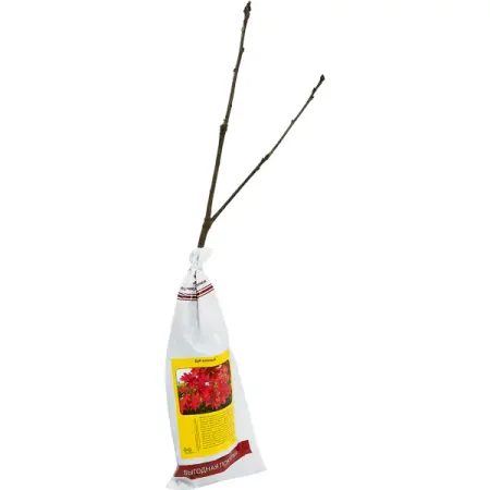 Дуб красный h35 см декоративные крышки для кранов jetting из 10 шт красный синий