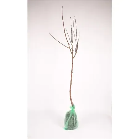 Груша красномякотная Свадебная h80 см свадебная наклейка для зеркала life full of cheer