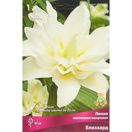 Лилия восточная махровая Близзард губка для купания mepsi махровая белая