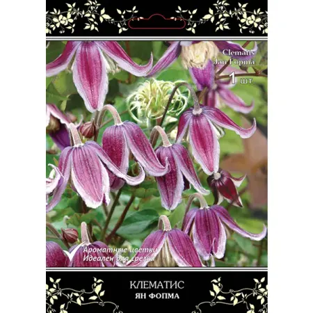 Клематис крупноцветковый Люкс Ян Фопма h15 см
