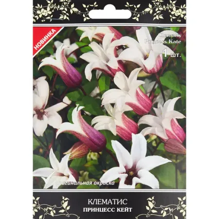 Клематис ботанический Принцесс Кейт h200 см