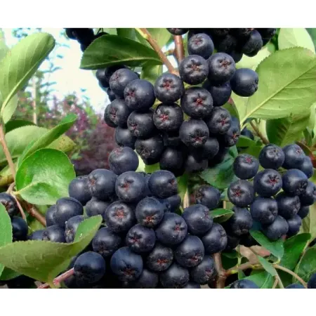 Арония черноплодная Смуглянка h37 см