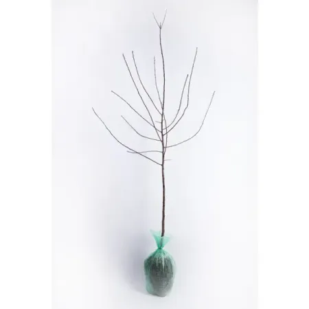 Слива русская Злато Скифов h180 см