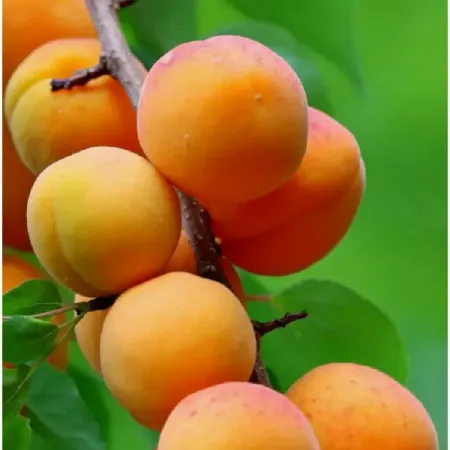 Абрикос Сюрприз коробка h80 см фаспик гранулы д пригот р ра д приема внутрь 400мг пак 12 абрикос