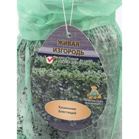 Кизильник Блестящий ø9 h39 см (3 шт) красный блестящий конверт для денег