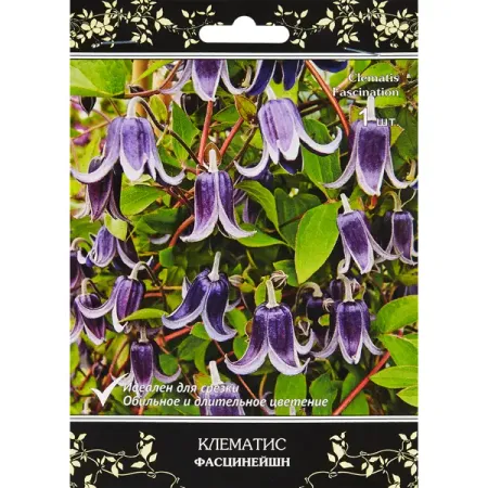 Клематис ботанический Фасцинейшн h200 см