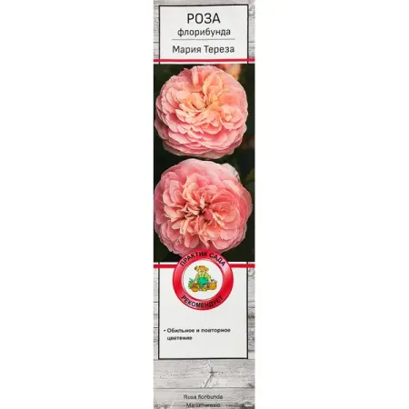 Роза флорибунда Мария Тереза ø5 h35 см