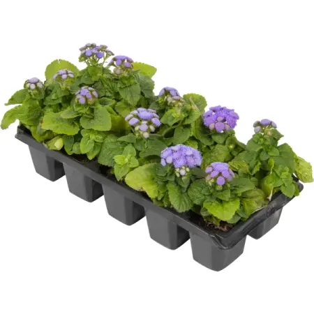 Агератум микс, 10 шт.