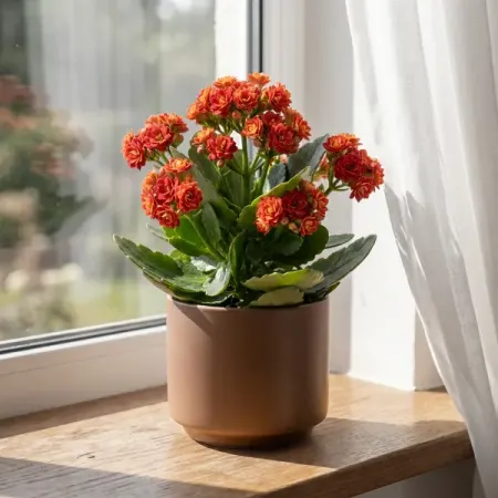 Каланхоэ Розалина Дабл микс ø8 h15 см