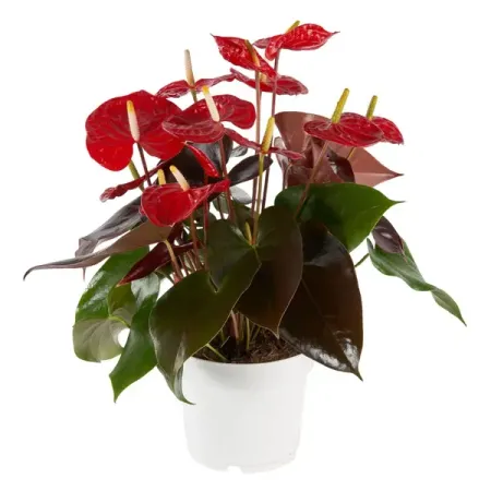 Антуриум Корал Чемпион ø17 h60 см