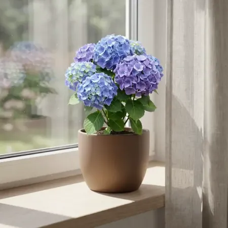 Гортензия Макрофила ø10.5 h22 см