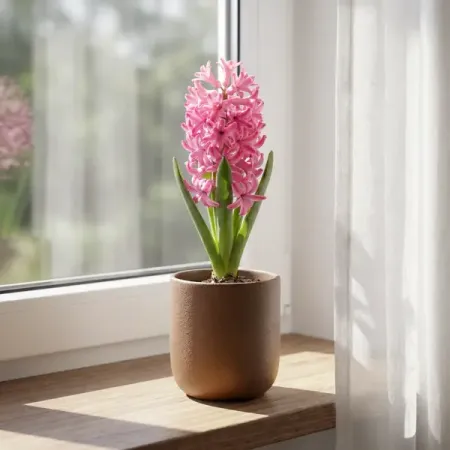 Гиацинт микс ø9 h15 см