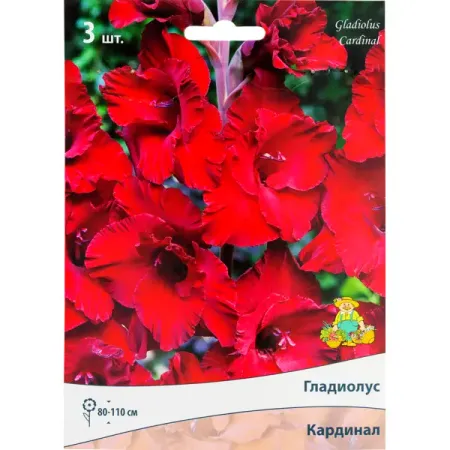 Гладиолусы крупноцветковые «Кардинал», размер луковицы 10/12, 3 шт.