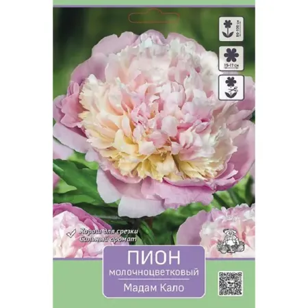 Пион молочноцветковый травянистый Мадам Кало