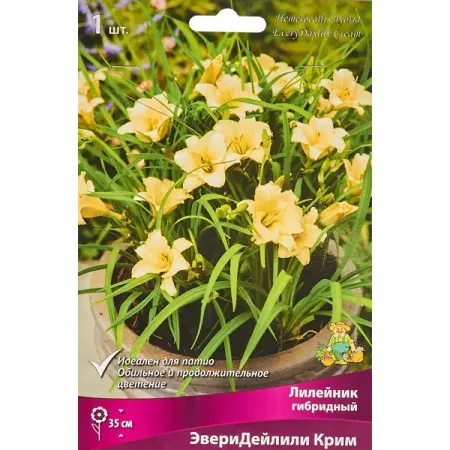 Лилейник гибридный ЭвериДейлили Крим тюльпан махровый айс крим банана луковицы 11
