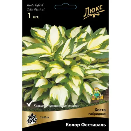 Хоста гибридная Колор Фестиваль луковица I