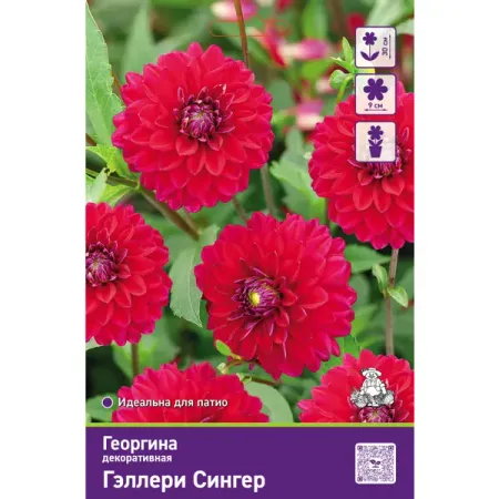 Георгина декоративная Гэллери Сингер