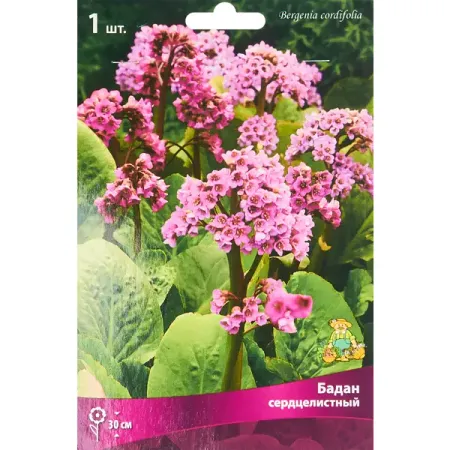 Бадан сердцелистный