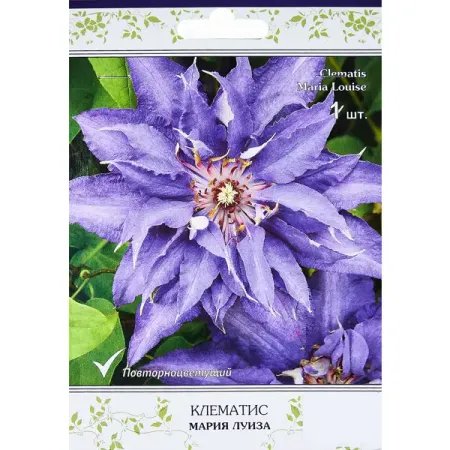 Клематис крупноцветковый Мария Луиза ø5 h10 см