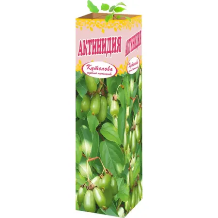 Актинидия женская 9x30 см термофутболка женская montida с длинными рукавами р 50