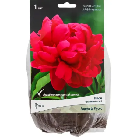 Пионы травянистые «Адольф Руссо», 1 шт. stobag бархатные сумки 50 шт