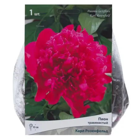 Пион травянистый «Карл Розенфилд»