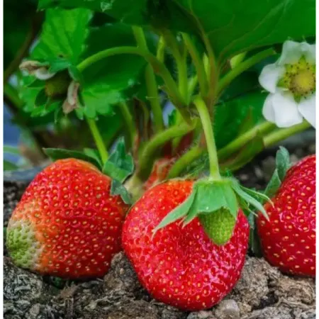 Земляника Елизавета 2 9x30 см 3 шт. искусственных усов canamek 48 шт