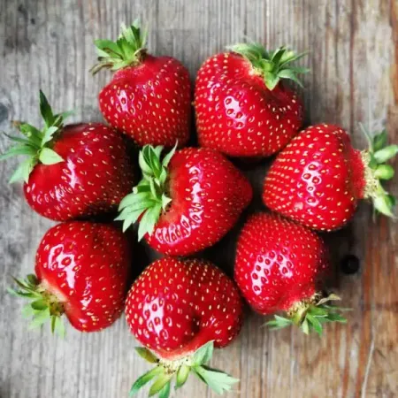 Земляника Зенга Зенгана 9x30 см 3 шт.